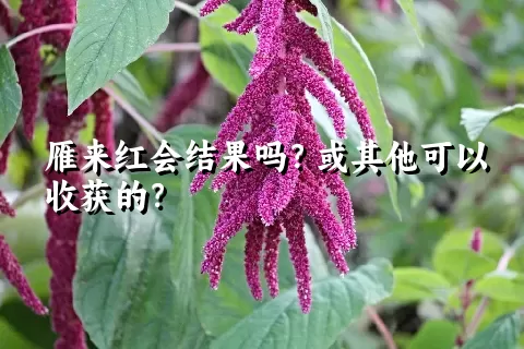 雁来红会结果吗？或其他可以收获的？