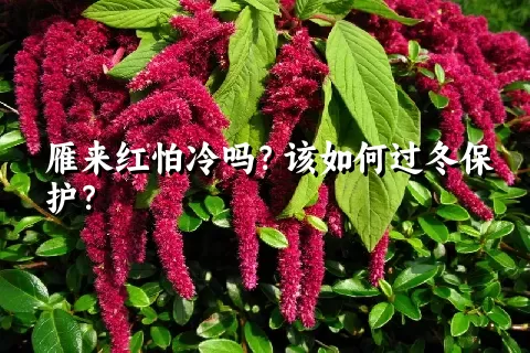 雁来红怕冷吗？该如何过冬保护？