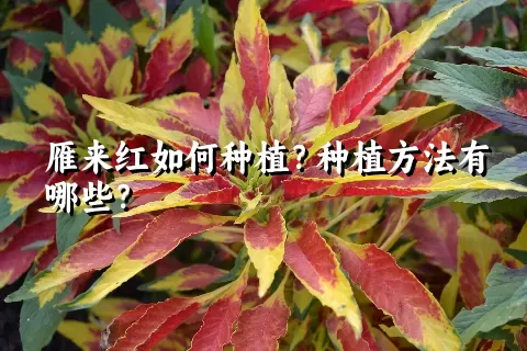 雁来红如何种植？种植方法有哪些？