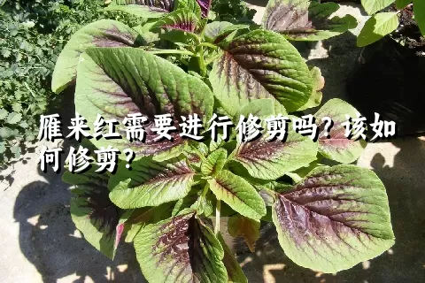 雁来红需要进行修剪吗？该如何修剪？