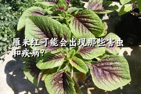 雁来红可能会出现那些害虫和疾病？