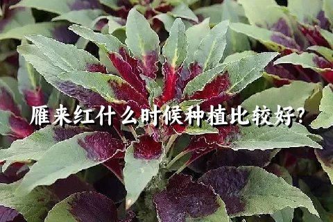 雁来红什么时候种植比较好？