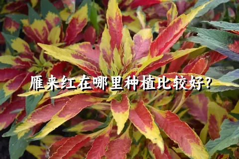 雁来红在哪里种植比较好？