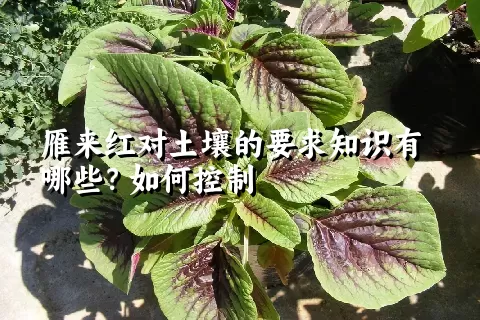 雁来红对土壤的要求知识有哪些？如何控制