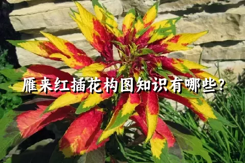 雁来红插花构图知识有哪些？