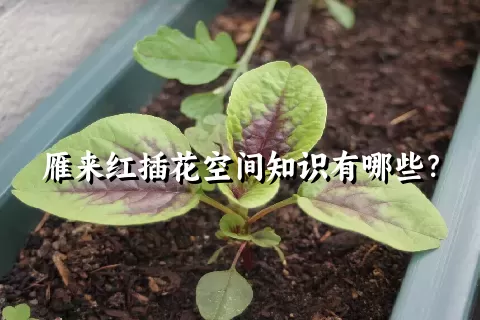 雁来红插花空间知识有哪些？