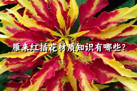 雁来红插花材质知识有哪些？