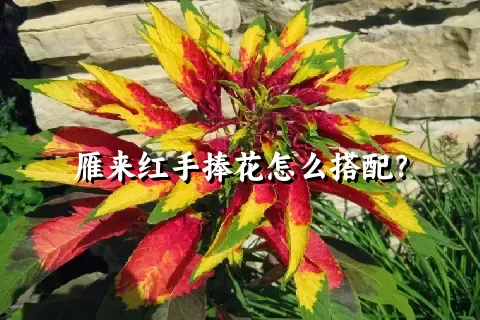 雁来红手捧花怎么搭配？