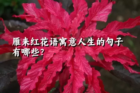 雁来红花语寓意人生的句子有哪些？