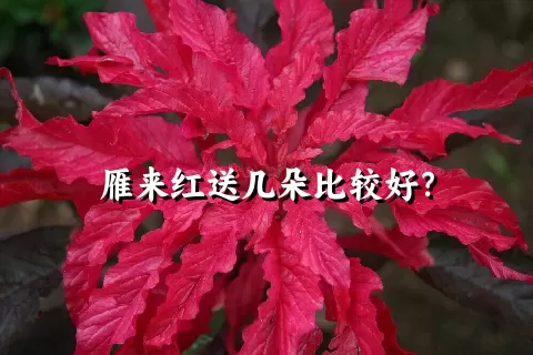 雁来红送几朵比较好？