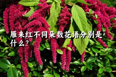 雁来红不同朵数花语分别是什么？