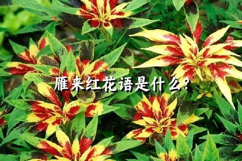 雁来红花语是什么？