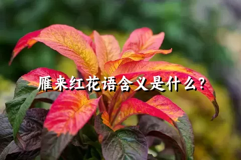 雁来红花语含义是什么？