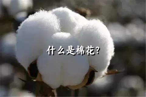 什么是棉花？