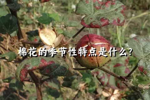 棉花的季节性特点是什么？