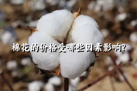 棉花的价格受哪些因素影响？