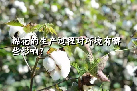 棉花的生产过程对环境有哪些影响？