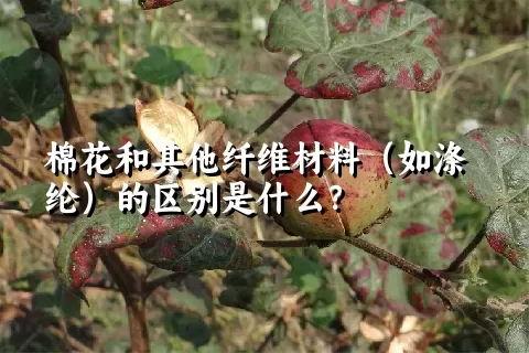 棉花和其他纤维材料（如涤纶）的区别是什么？