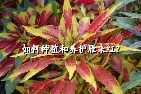 如何种植和养护雁来红？