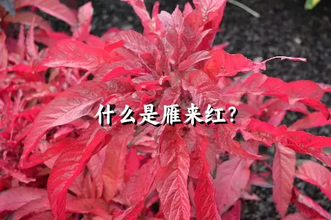 什么是雁来红？