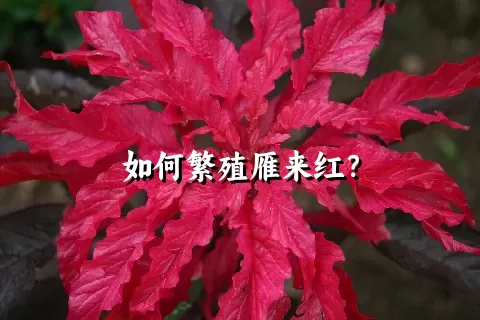 如何繁殖雁来红？