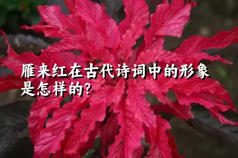 雁来红在古代诗词中的形象是怎样的？