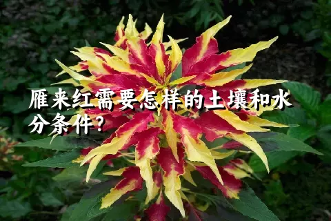 雁来红需要怎样的土壤和水分条件？