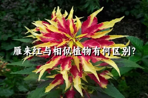 雁来红与相似植物有何区别？