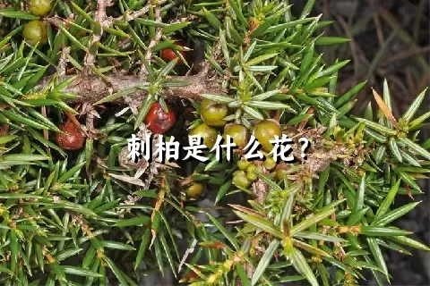 刺柏是什么花？