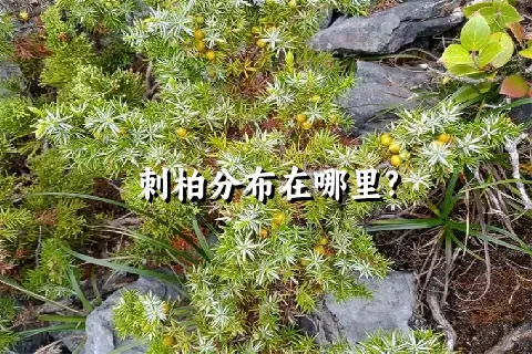 刺柏分布在哪里?