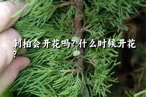 刺柏会开花吗？什么时候开花？