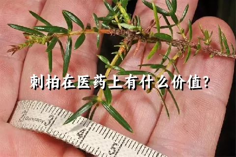 刺柏在医药上有什么价值？