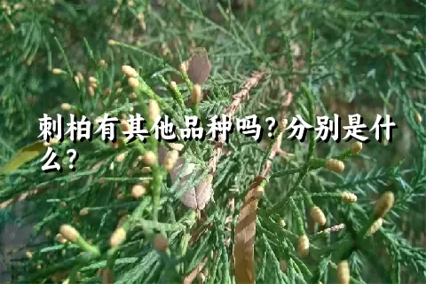 刺柏有其他品种吗？分别是什么？