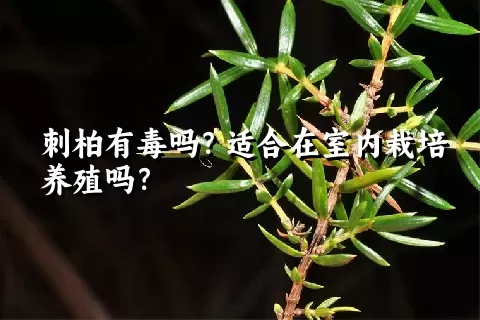 刺柏有毒吗？适合在室内栽培养殖吗？