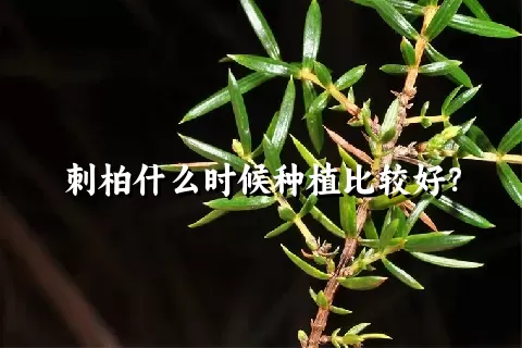 刺柏什么时候种植比较好？