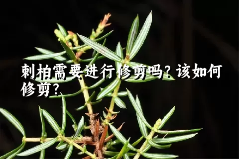 刺柏需要进行修剪吗？该如何修剪？