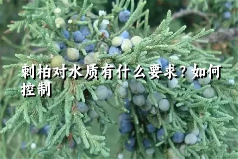 刺柏对水质有什么要求？如何控制