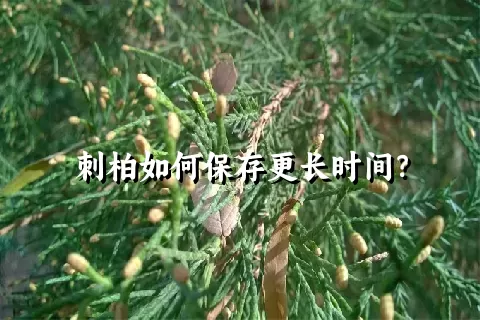 刺柏如何保存更长时间？