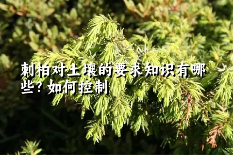 刺柏对土壤的要求知识有哪些？如何控制