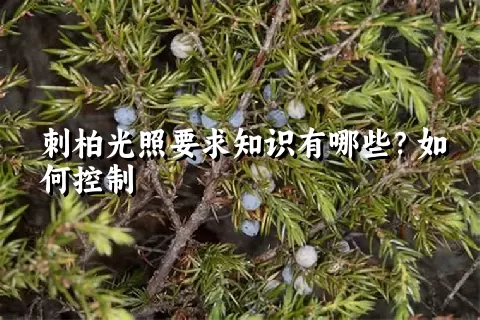 刺柏光照要求知识有哪些？如何控制