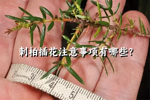 刺柏插花注意事项有哪些？