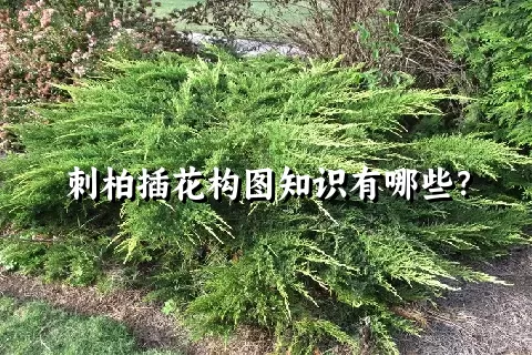 刺柏插花构图知识有哪些？