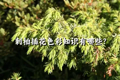 刺柏插花色彩知识有哪些？