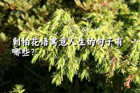 刺柏花语寓意人生的句子有哪些？