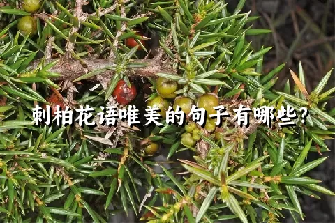 刺柏花语唯美的句子有哪些？