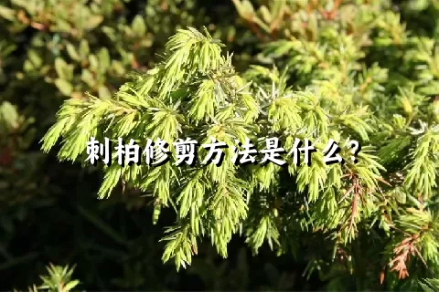 刺柏修剪方法是什么？