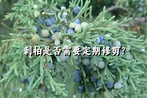 刺柏是否需要定期修剪？