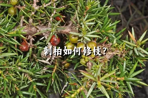 刺柏如何修枝？