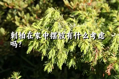 刺柏在家中摆放有什么考虑吗？