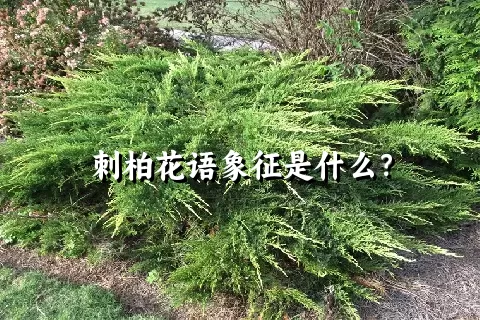 刺柏花语象征是什么？